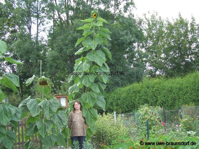 Riesen-Sonnenblume, Höhe mehr als 4 m