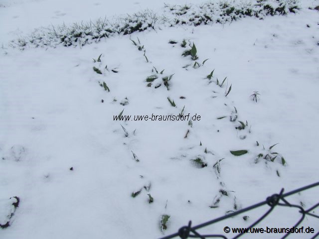 Schnee im warmen Winter 2006/2007 - Schwarzwurzeln Sorte Hoffmanns Schwarze Pfahl
