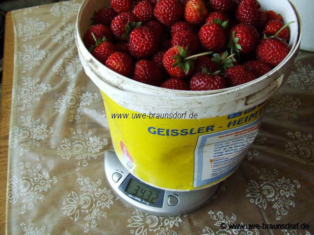 Erdbeeren Sorte Mieze Schindler