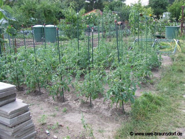 Tomatenpflanzen Sorte Harzfeuer