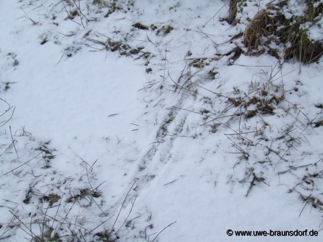 Spuren von Mäusen im Schnee