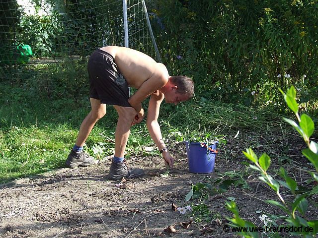 Vorbereitung Beet für Pflanzung Süßkirschbaum