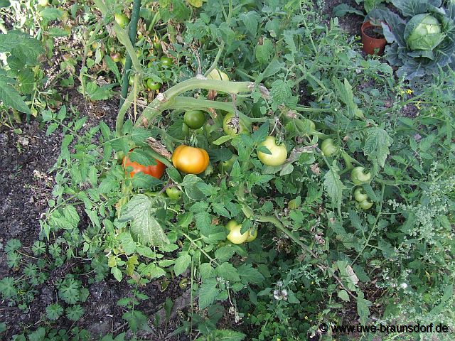 Tomaten