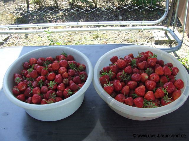 Ernte Erdbeeren der Sorte Malling pegasus