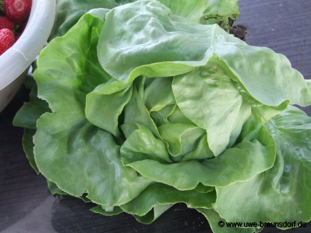 Ernte grüner Salat, Kopfsalat