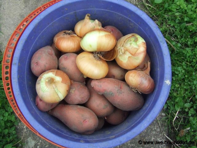 Kartoffeln der Sorte Rosara und Zwiebeln der Sorte Stuttgarter Riesen zum Verbrauch 