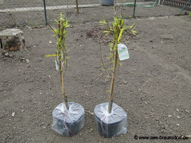 Pflanzung Pfirsichbaum Sorte Benedicte