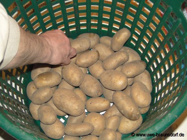 Kartoffeln der Sorte Linda (67 Stk.), kostenlose Geschenksendung von Gärtner Pötschke, http://www.poetschke.de/