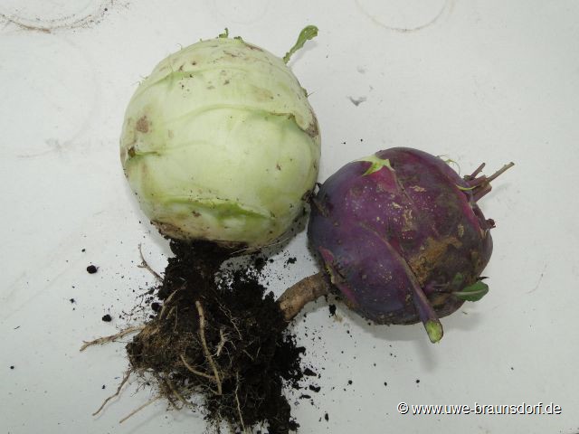 Ernte Kohlrabi