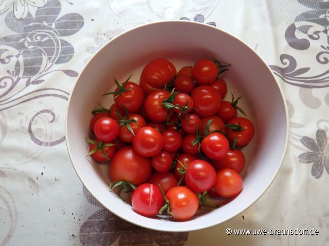 Ernte Tomaten