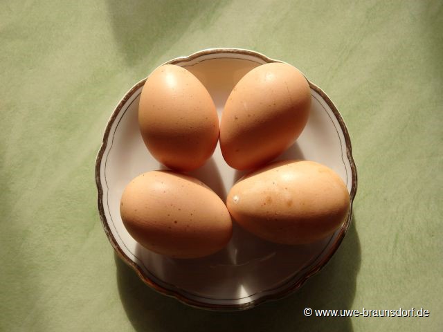  Hühnern der Rasse Deusches Reichshuhn, unsere ersten Eier