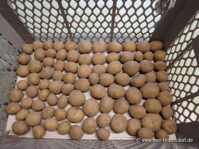 extrem frühe Kartoffel, Sorte Solist, 89 Stück, zertifiziertes Saatgut