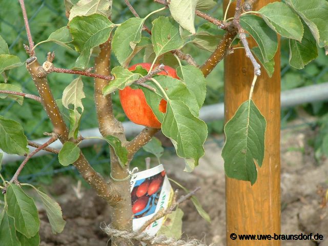 Apfelbaum Sorte Pinova