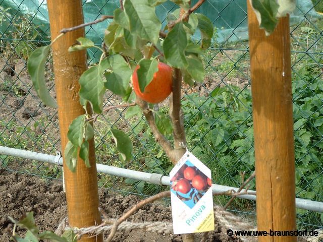 Apfelbaum Sorte Pinova